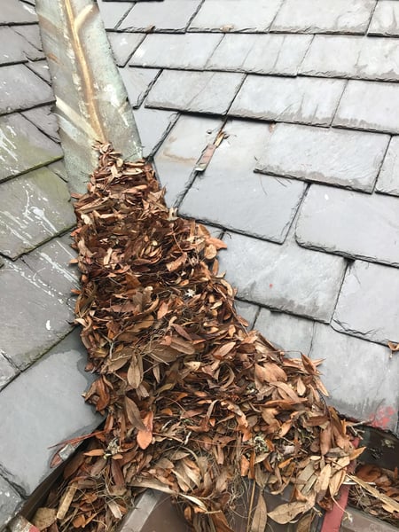 leaf litter on roof