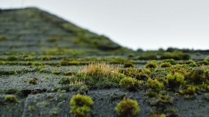 mold growing on a roof