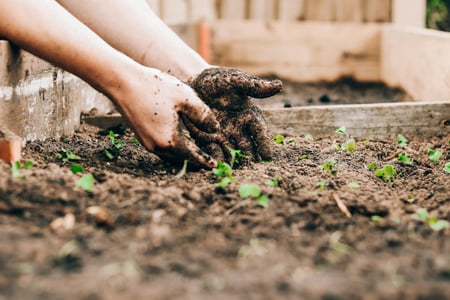 planting seeds